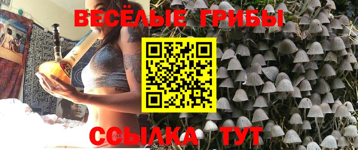 Мурино  Галлюциногенные грибы Psilocybine cubensis  Псилоцибиновые грибы Psilocybine cubensis  Вход с VPN 